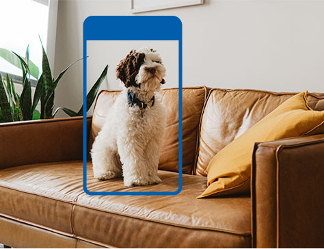 Smart AI detects a pet