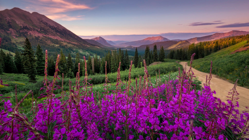 Purple flowers in a field with mountains in the background.
