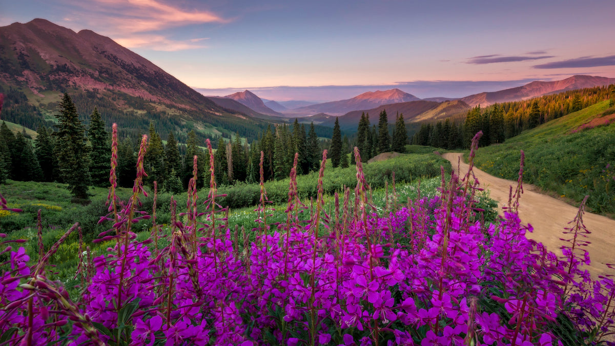 Purple flowers in a field with mountains in the background.