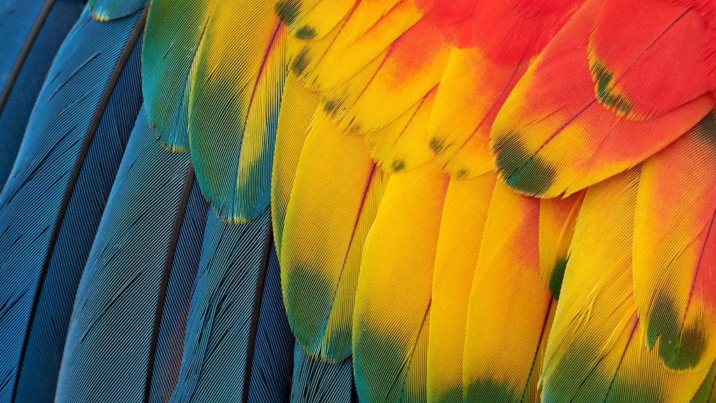 A vivid image of colorful bird feathers highlights the true-to-life color coverage on the screen.