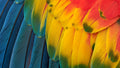 A vivid image of colorful bird feathers highlights the true-to-life color coverage on the screen.